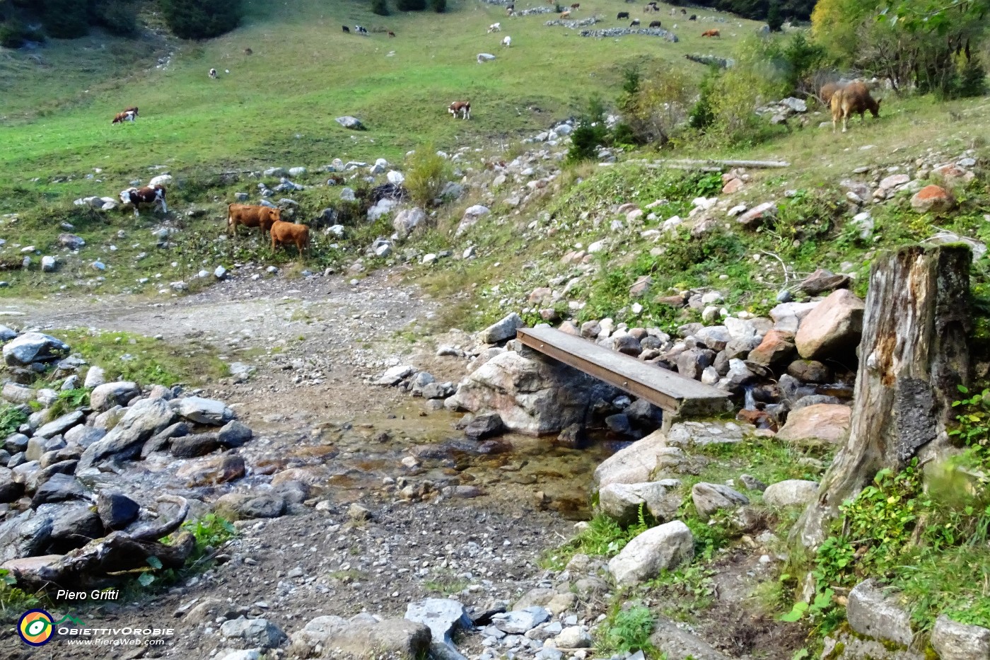 98 Nei prati del Forno mucche al pasto serale.JPG